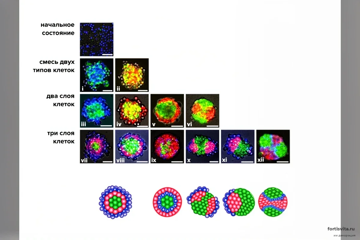 Биологи создали молекулу-архитектор: как синтетика заставила клетки строить органы заново