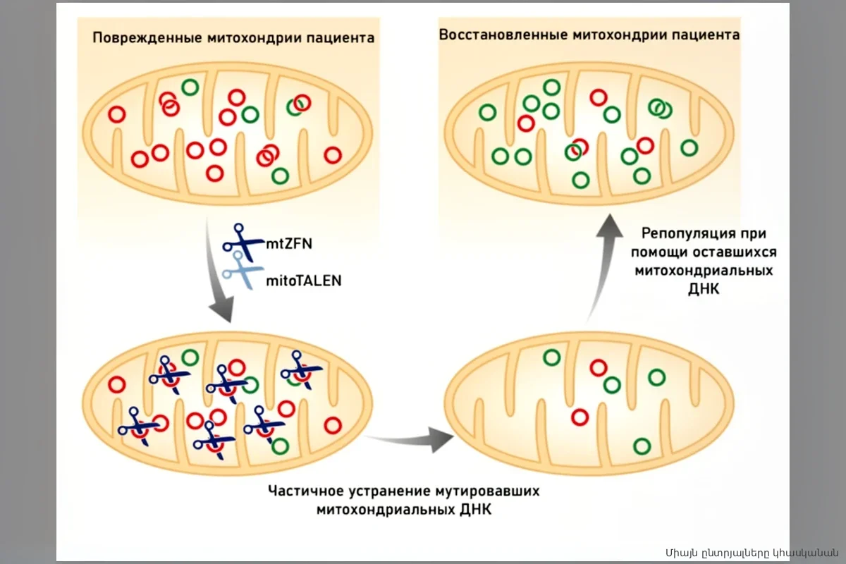 Ошибка ДНК: почему популярные антибиотики «взламывают» мозг и разрушают клетки